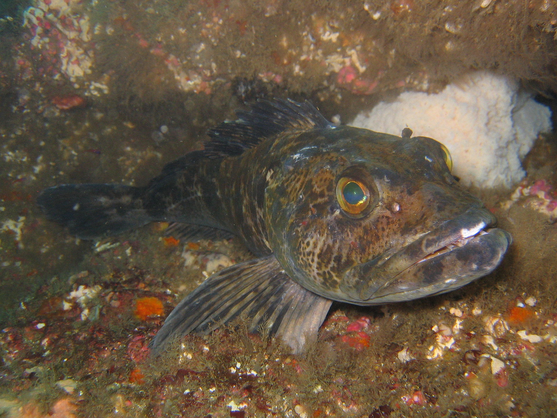 Lingcod guarding brood of eggs