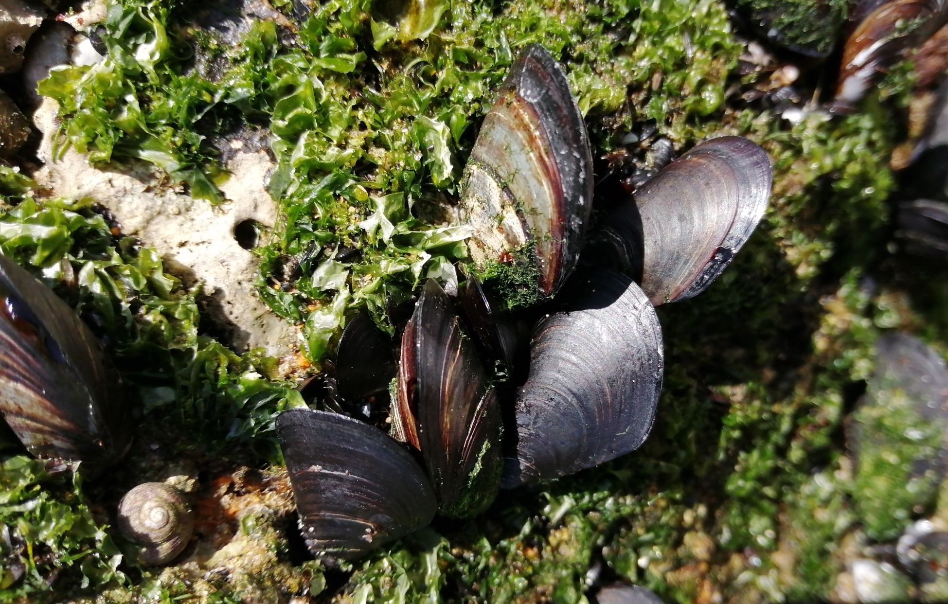 Mediterranean mussels amongst algae on rocks.