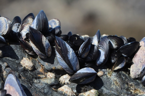 Mediterranean mussels on rock