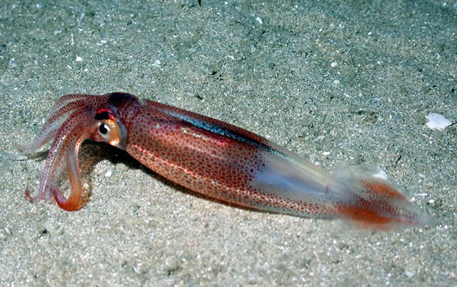 Market Squid