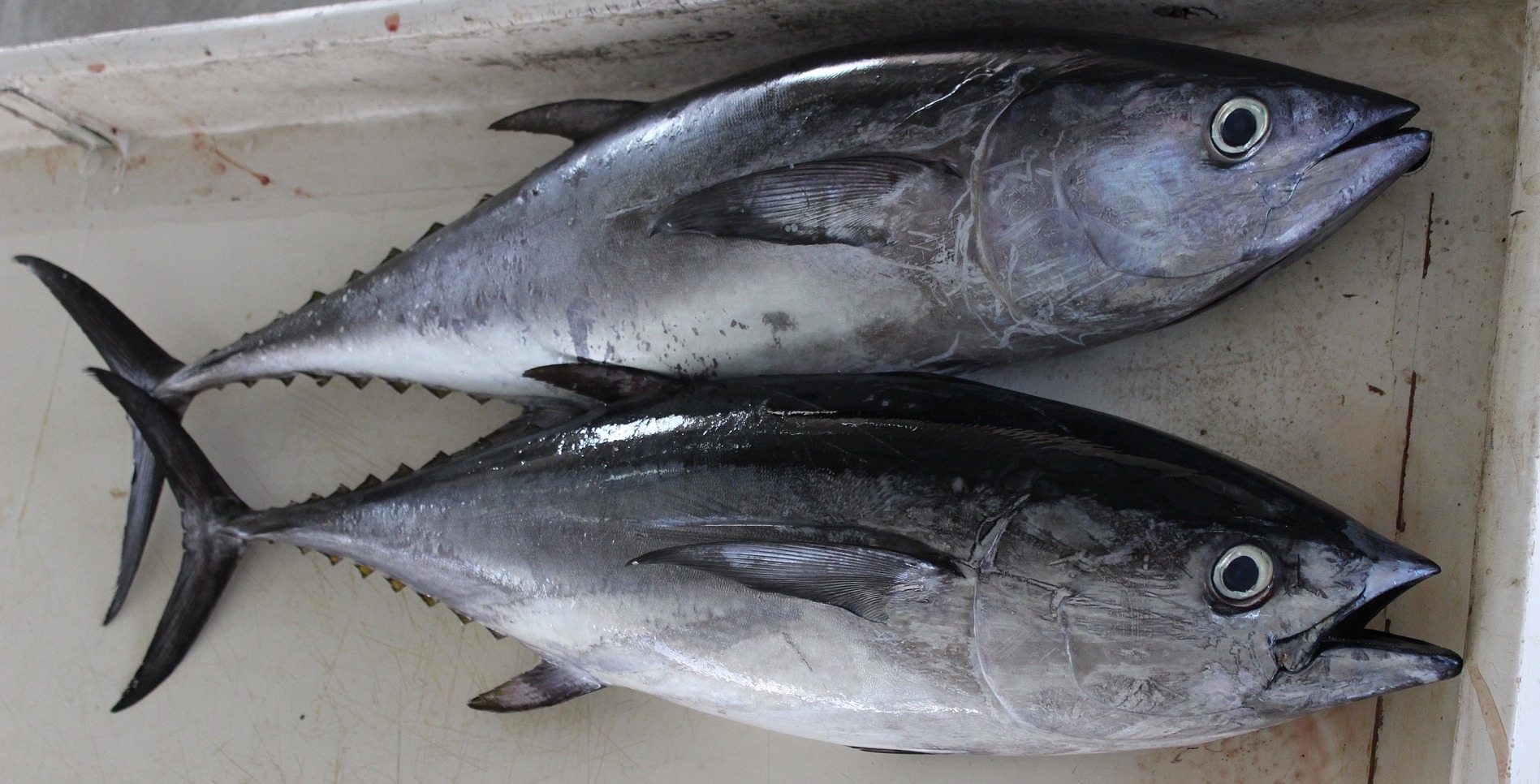 Albacore Tuna  California Sea Grant
