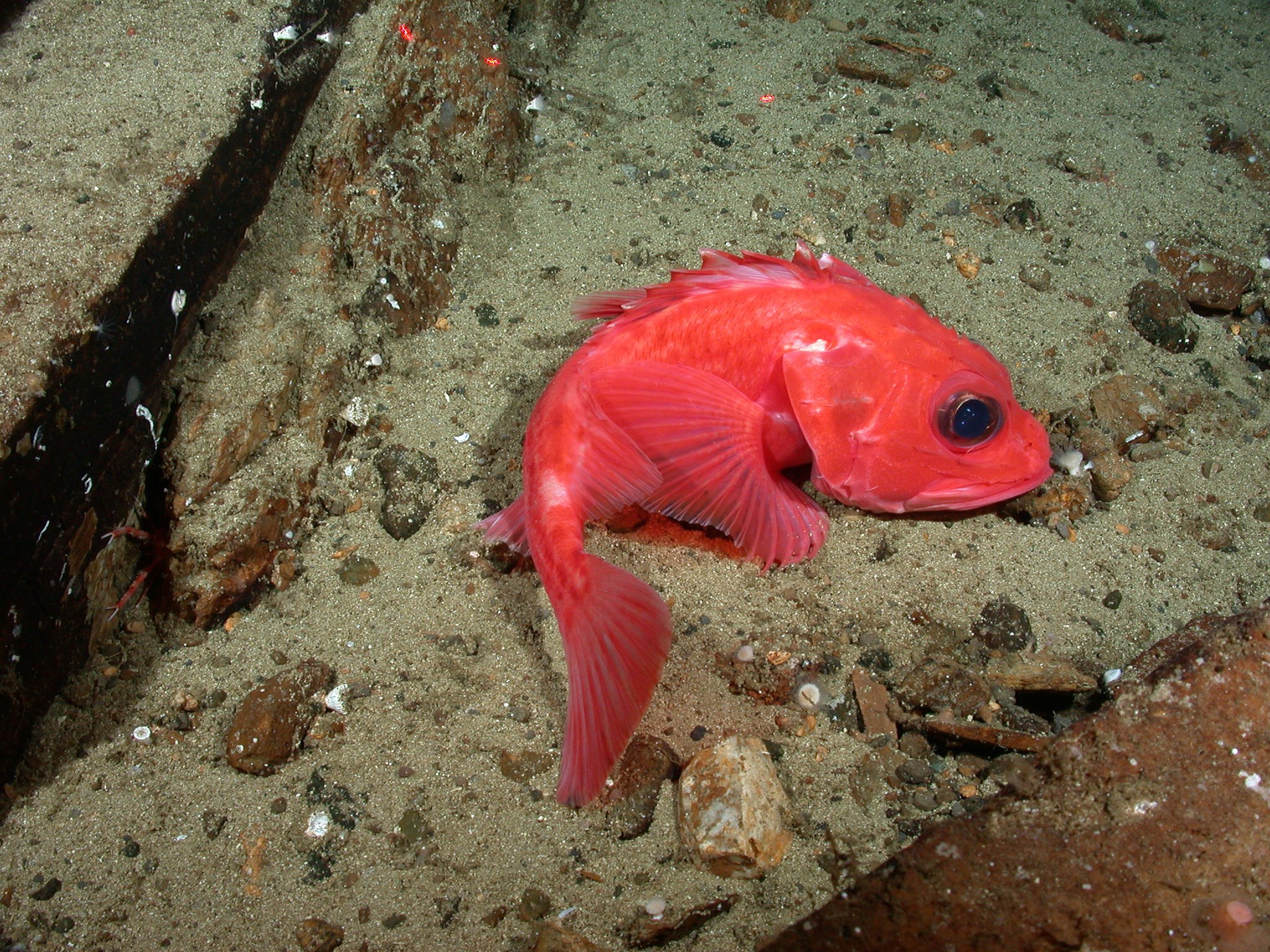 Shortspine Thornyhead Rockfish California Sea Grant