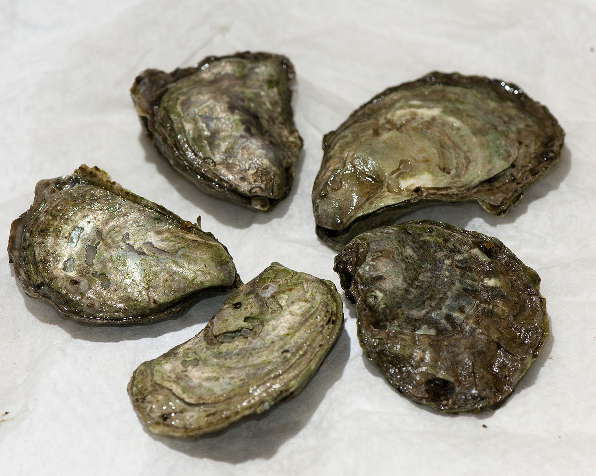 Olympia Oysters