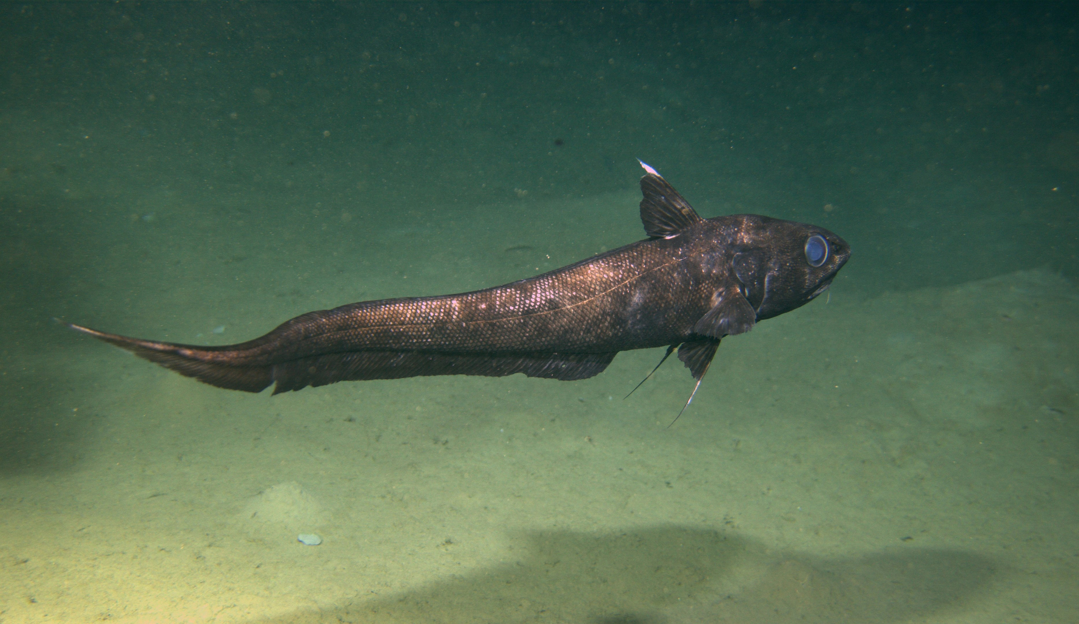 Pacific grenadier swimming along the ocean floor