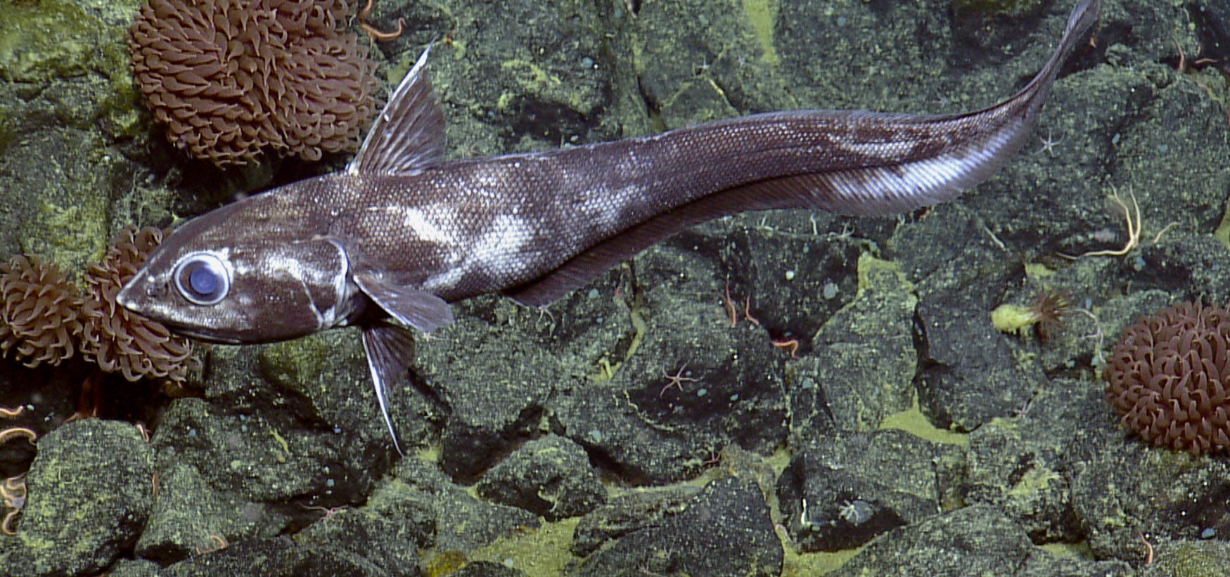 Pacific grenadier swimming above rock substrate 