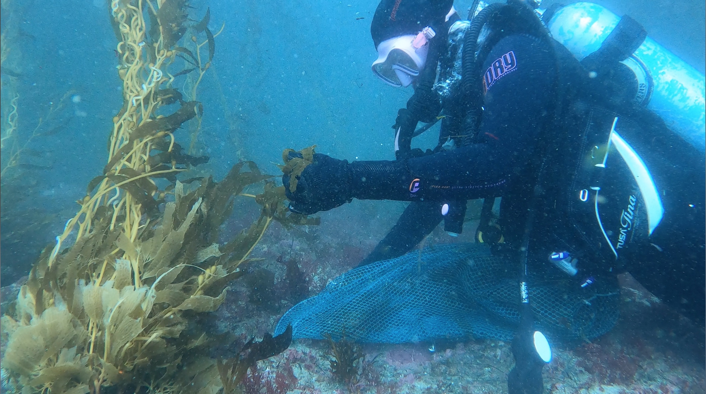 PhD student Phoebe Dawkins collecting kelp sporophylls to grow in the lab.