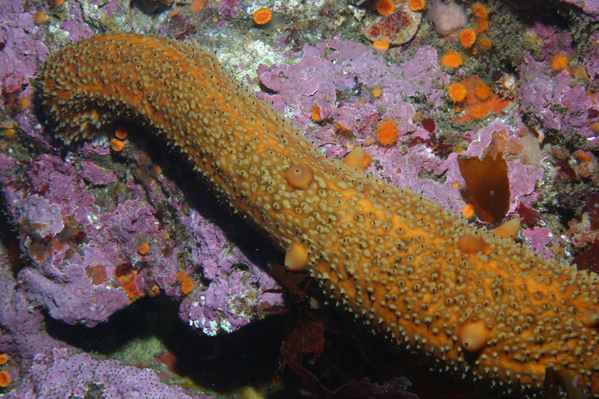 Warty Sea Cucumber