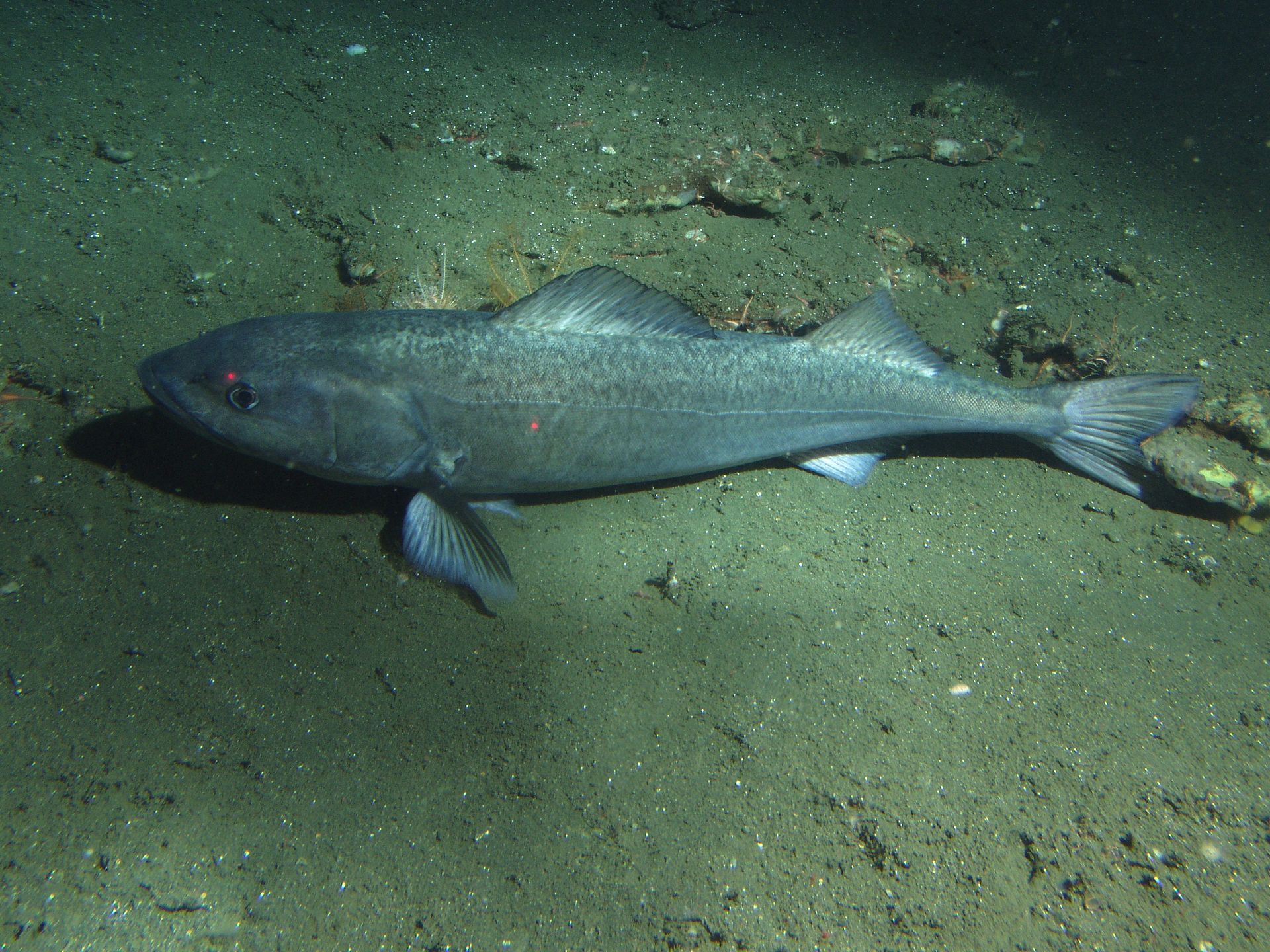 sablefish in sand