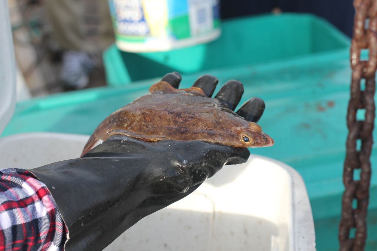 Gloved hand holding Pacific sanddab