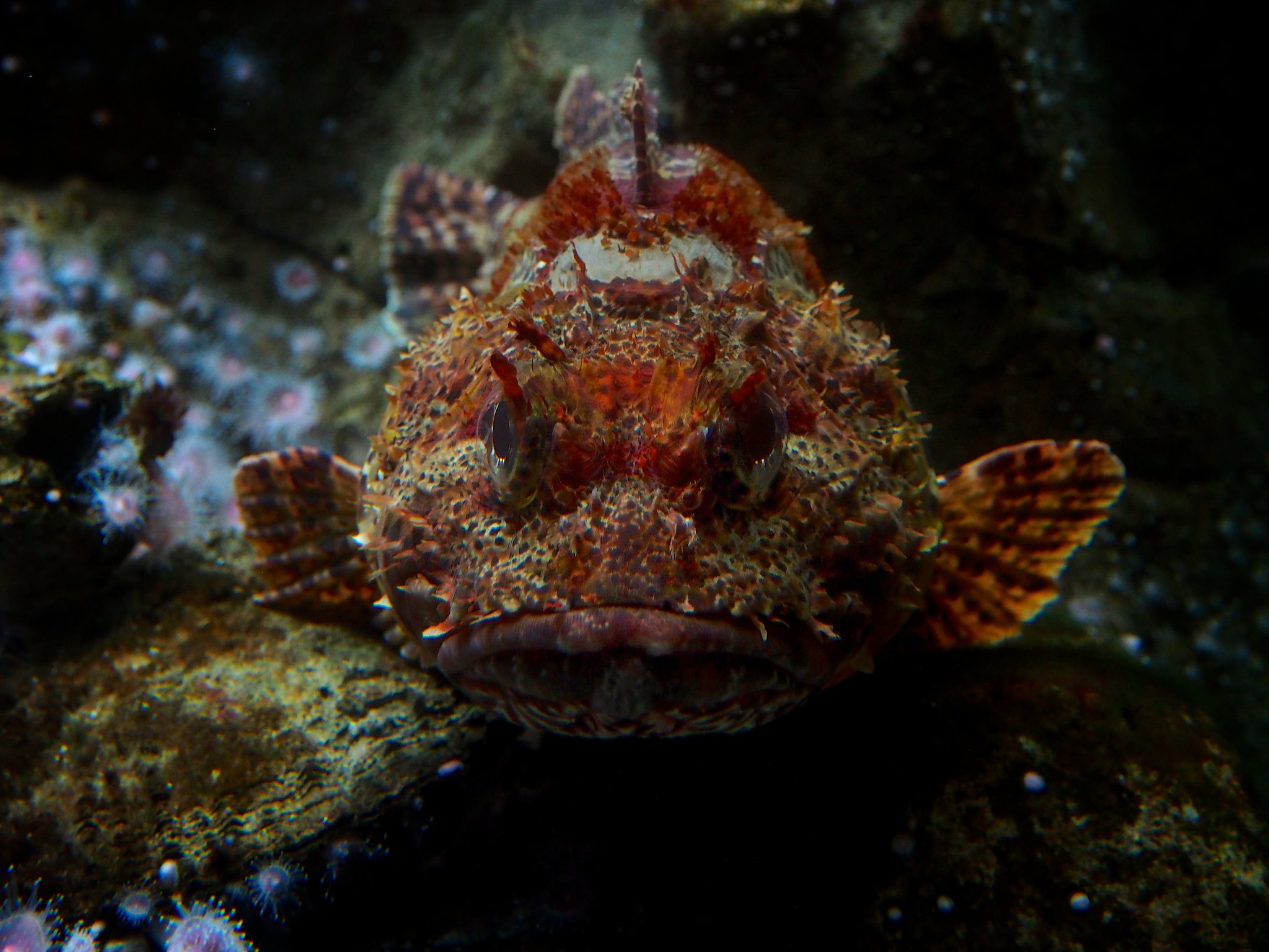 scorpionfish resting on substrate 