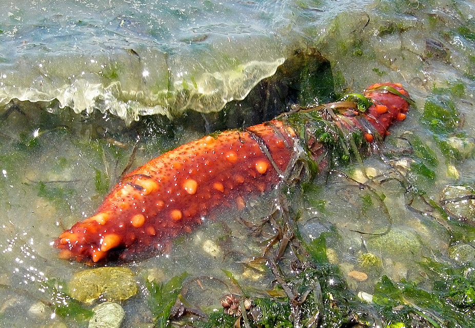 California Sea Cucumber