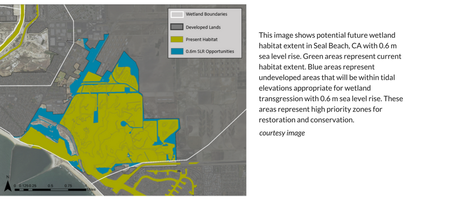 Map of Seal Beach wetlands with sea-level rise