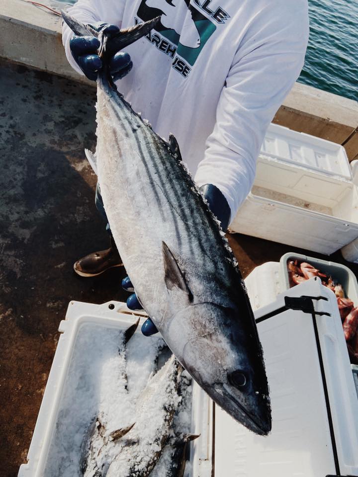 fisherman holding a frozen bonito, below are coolers filled with ice and fish