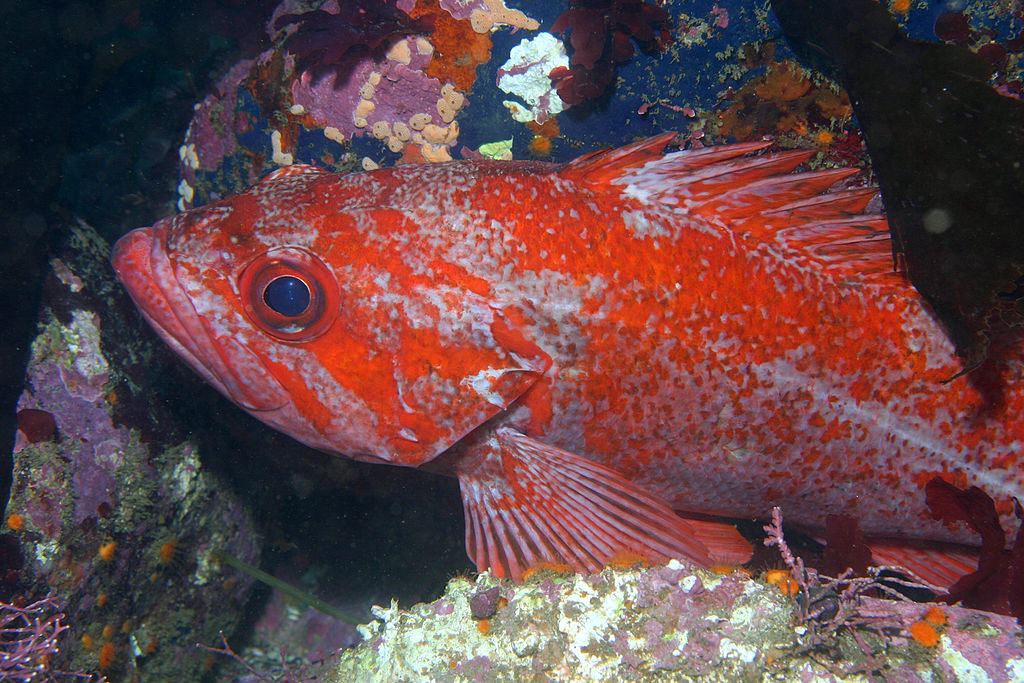 Vermilion Rockfish