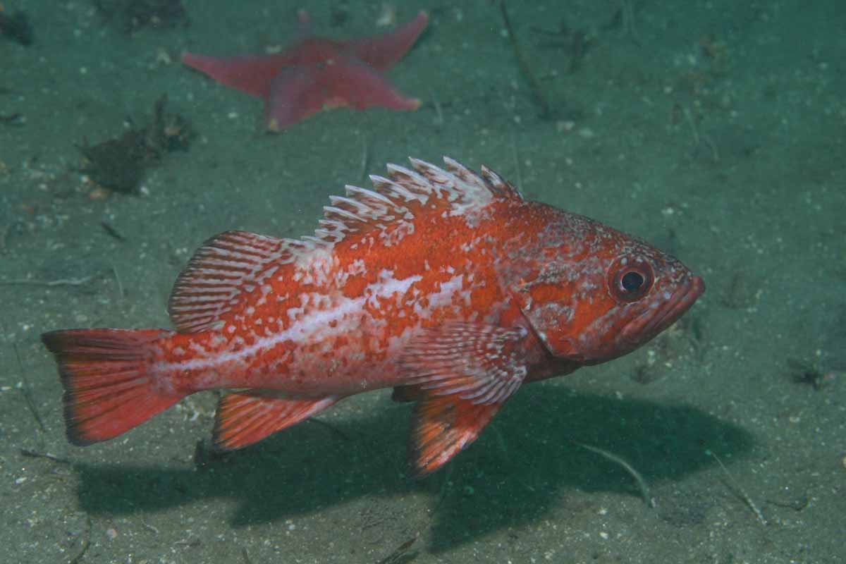 vermillion rockfish swimming above substrate, sea star in background