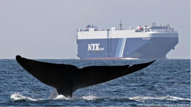 The region around Channel Islands National Marine Sanctuary is heavily transited by large commercial vessels traveling into and out of the ports of Long Beach and Los Angeles.