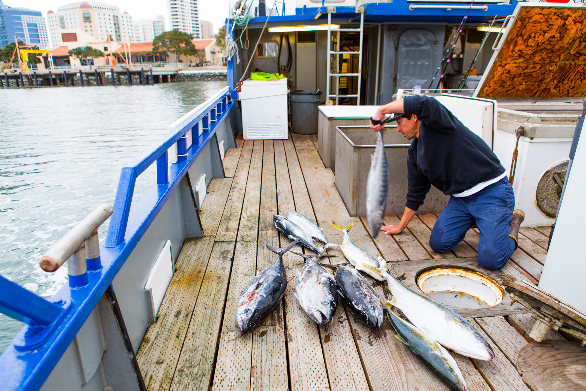 fisherman sorts yellowtail catch on boat