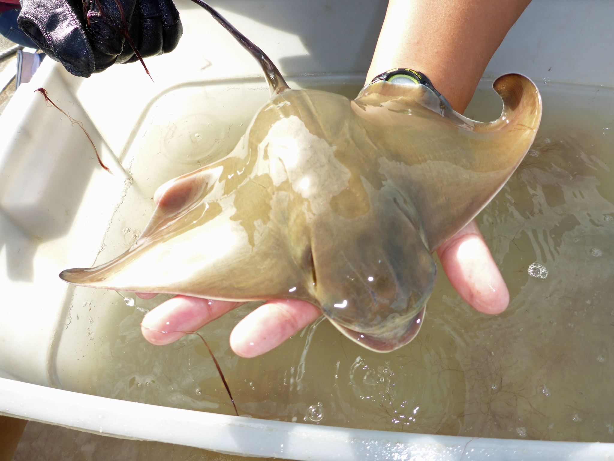 small bat ray resting on a person's hand