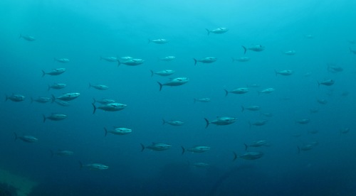 school of bigeye tuna