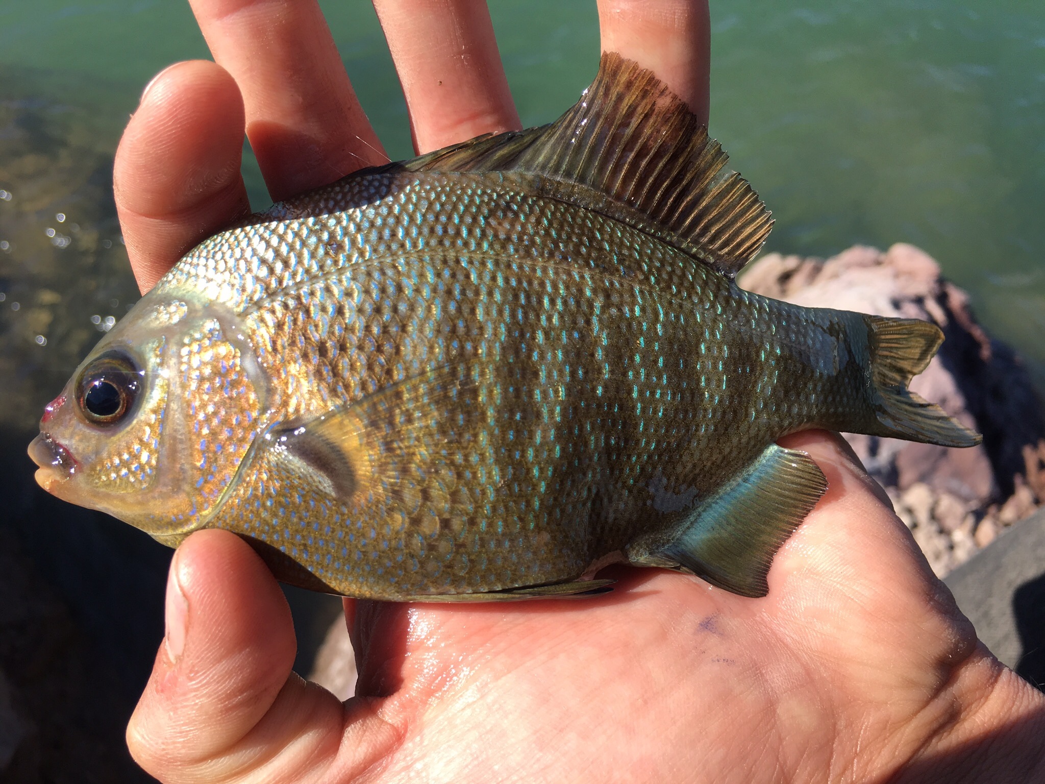 black surf perch