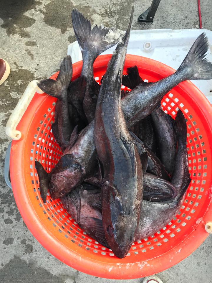 sablefish in a red bucket