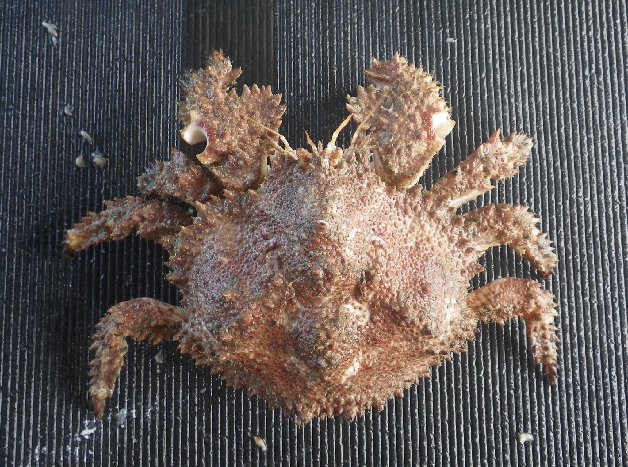 brown box crab