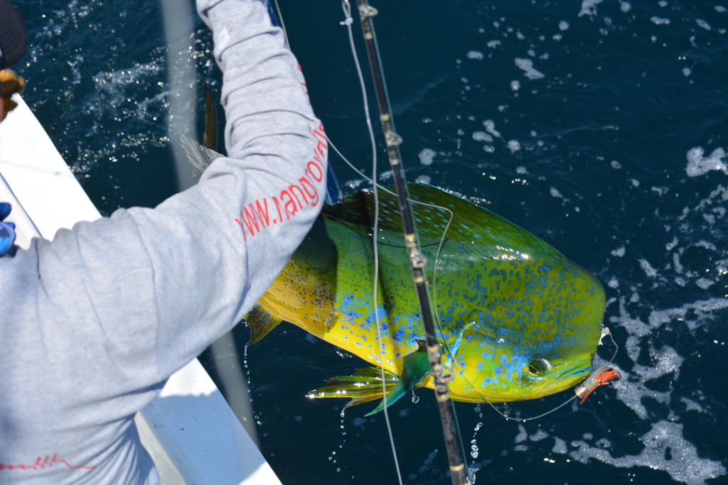 fisherman pulling dorado out of water