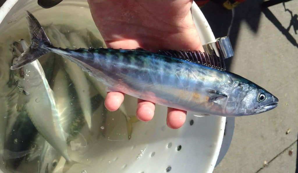 Pacific Bonito