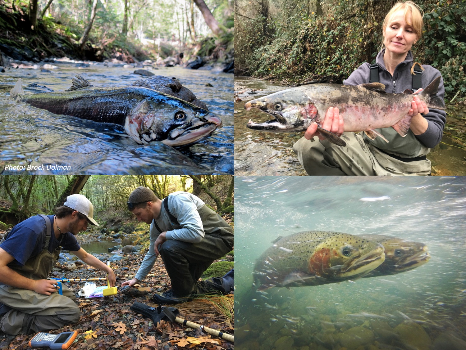 CA Sea Grant biologists search for carcasses and live fish during salmon and steelhead spawning season