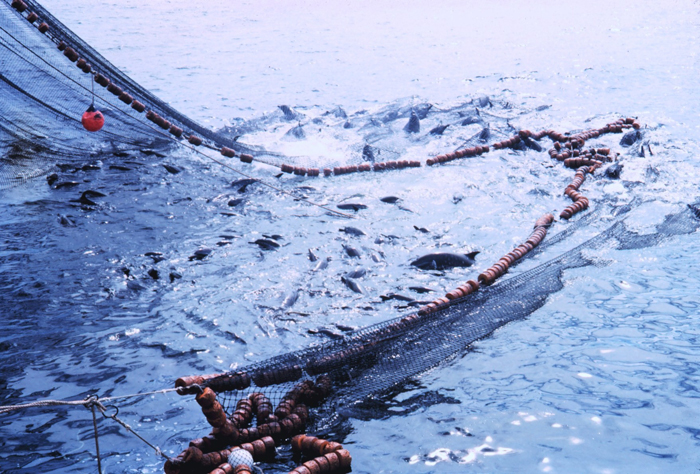 Purse seine net with fish