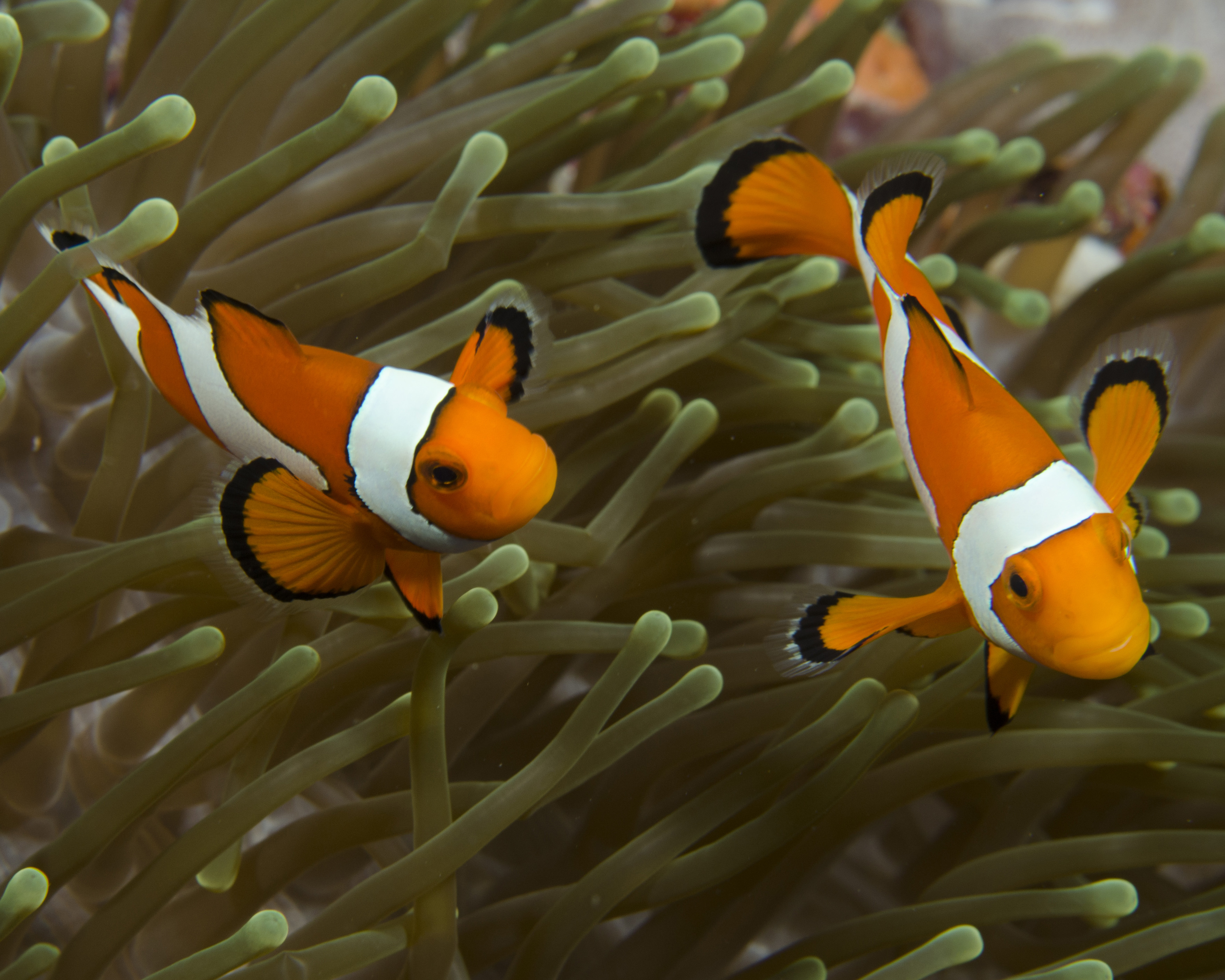 The green clownfish is a recommended option for beginning hobbyists.