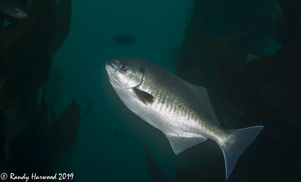 Halfmoon fish swimming.