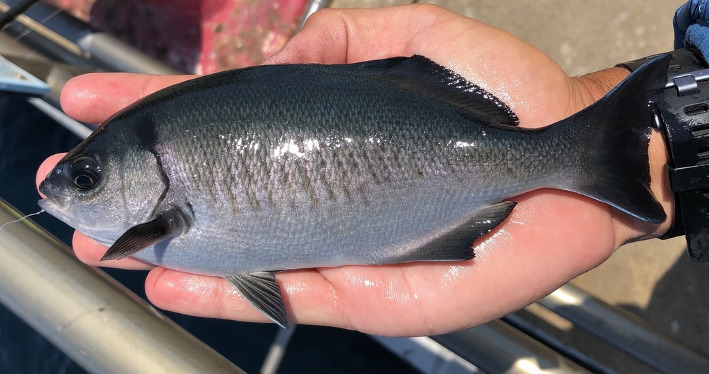 halfmoon on palm of hand