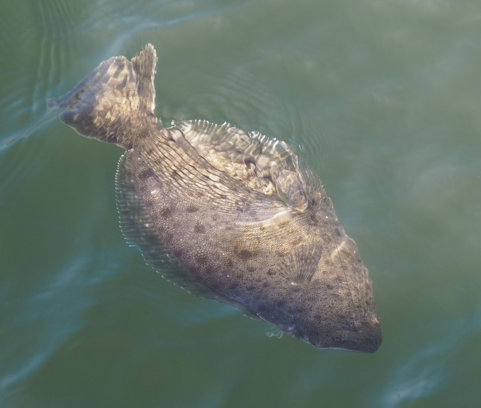 California halibut