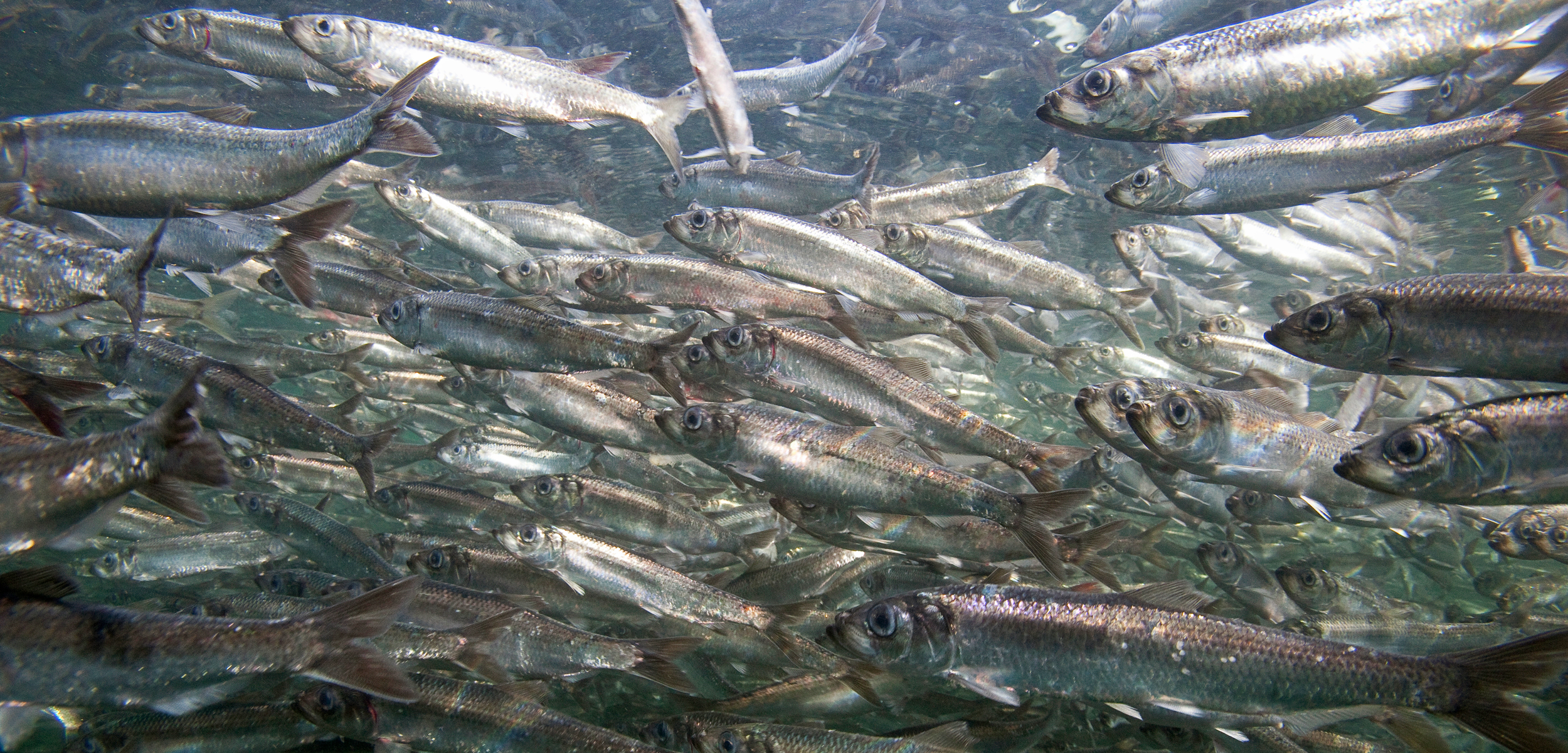 school of Pacific herring