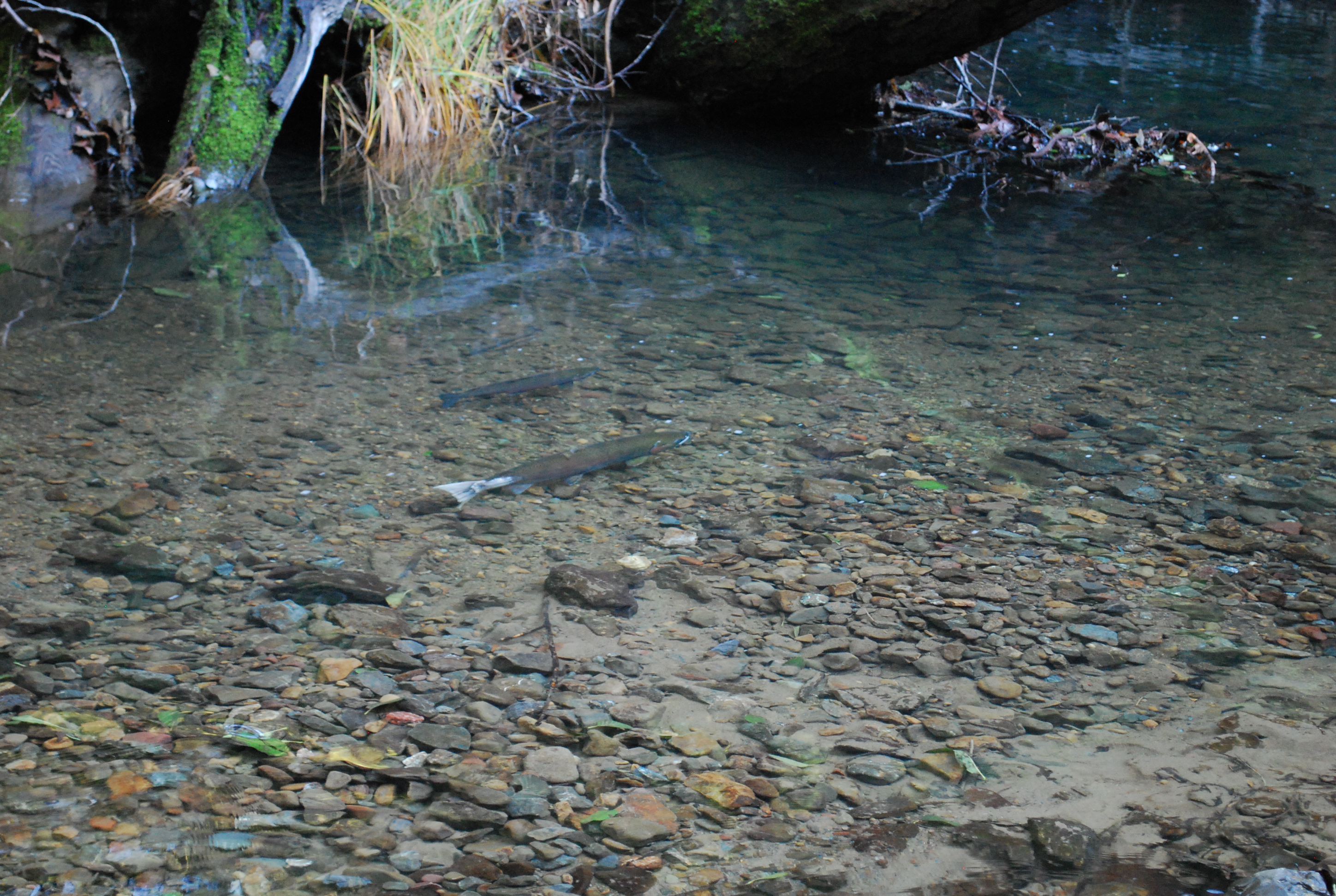 coho in a stream