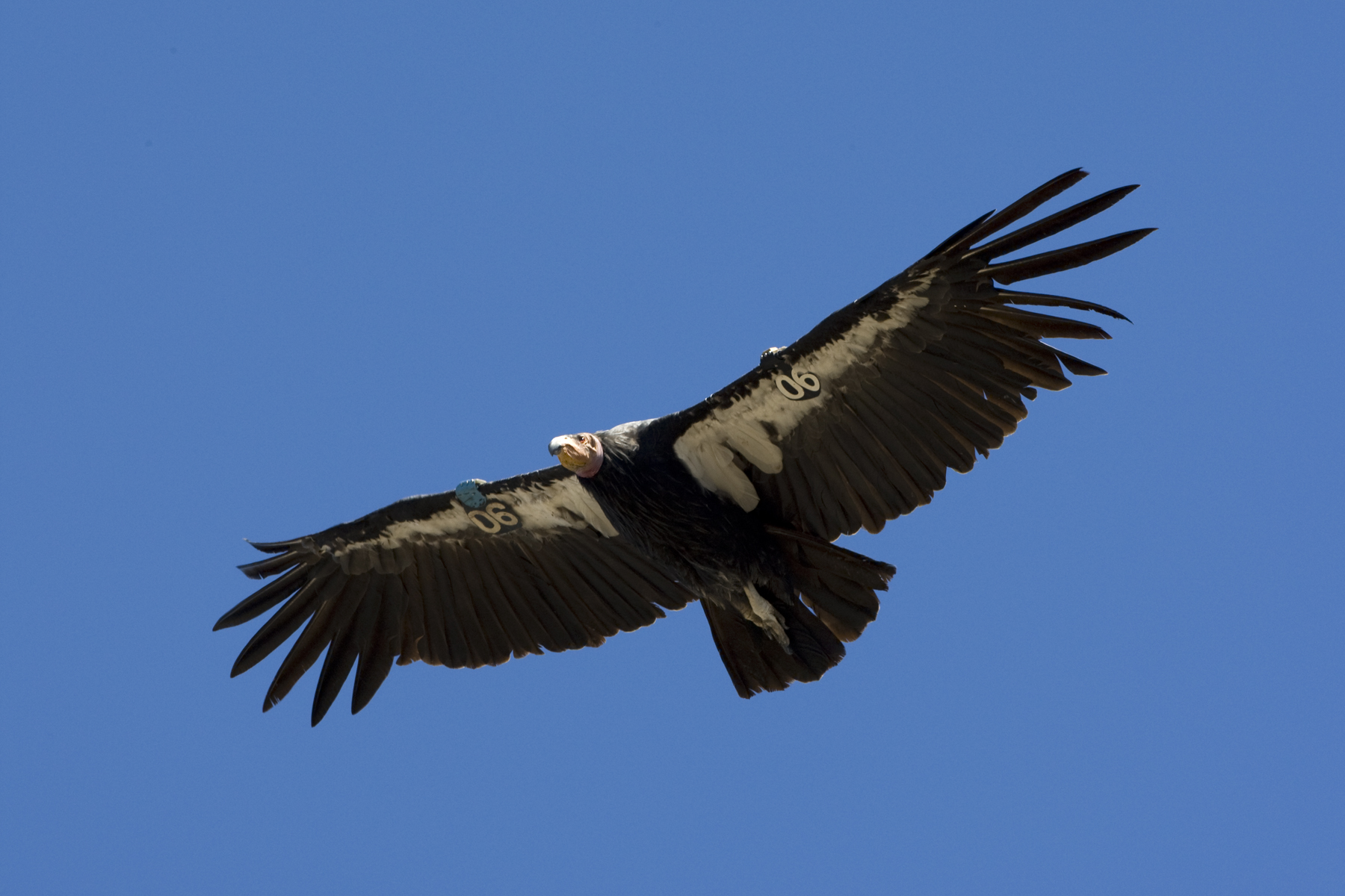 california condor