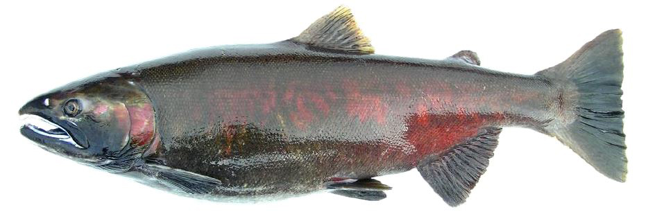 Coho female