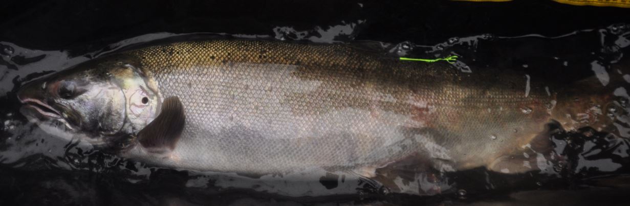 coho female