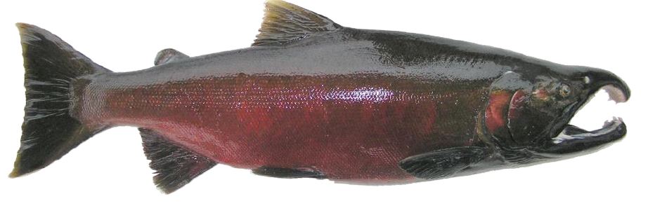 coho male