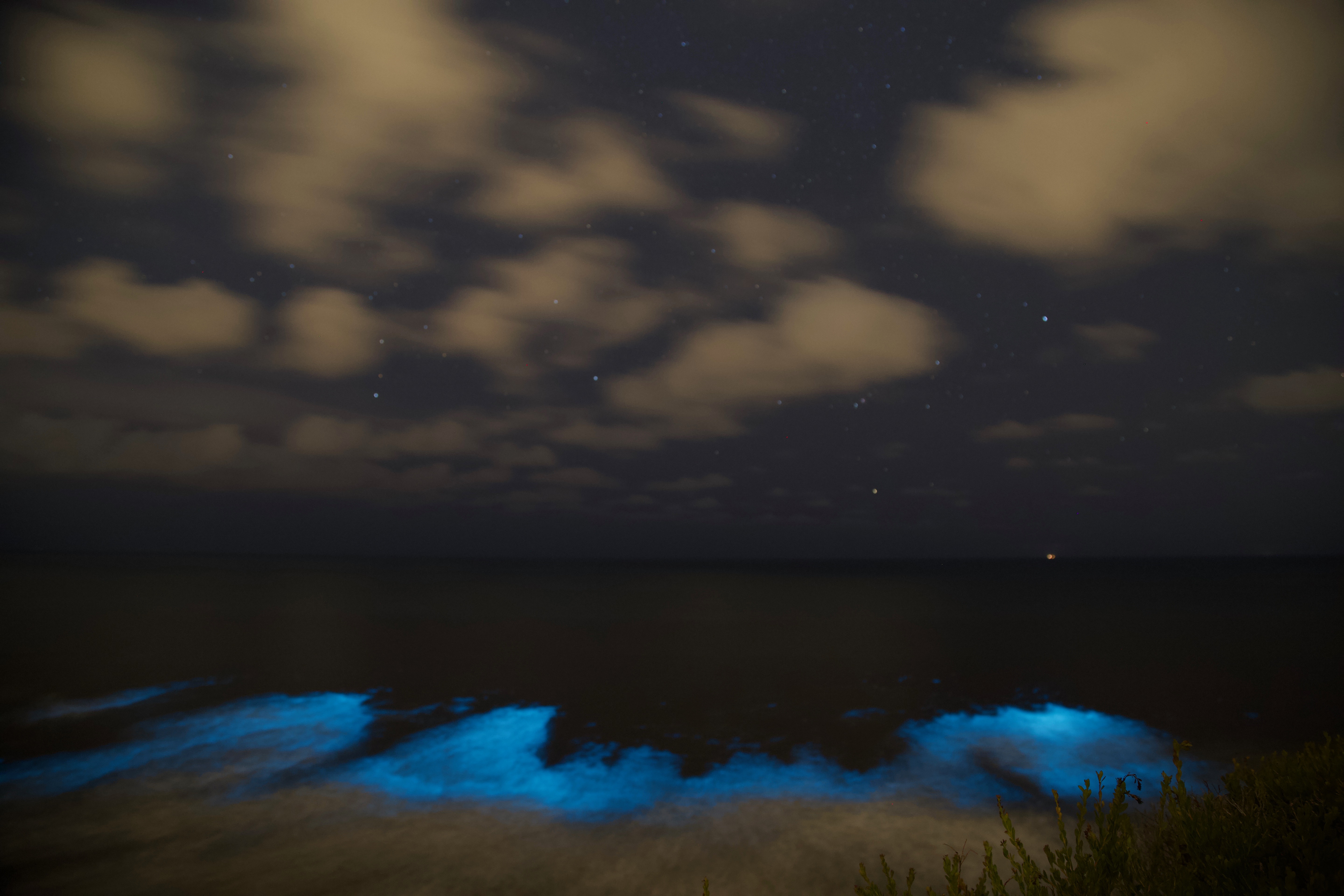 Una escena bioluminiscente en el condado de San Diego, Abril 2020. Foto: Nick Sadrpour