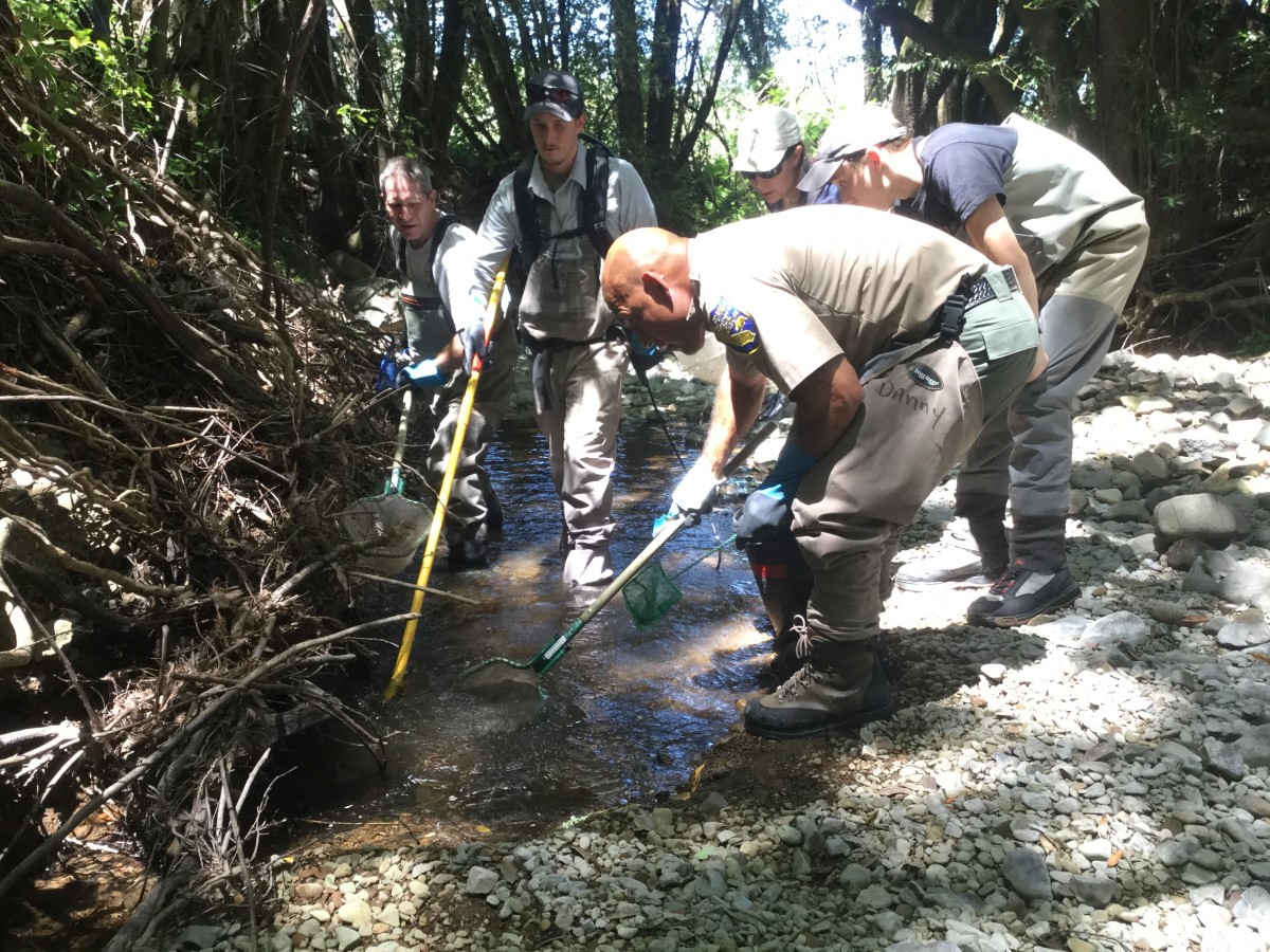 people working in stream to pick up fish