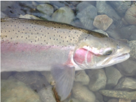 steelhead in a stream