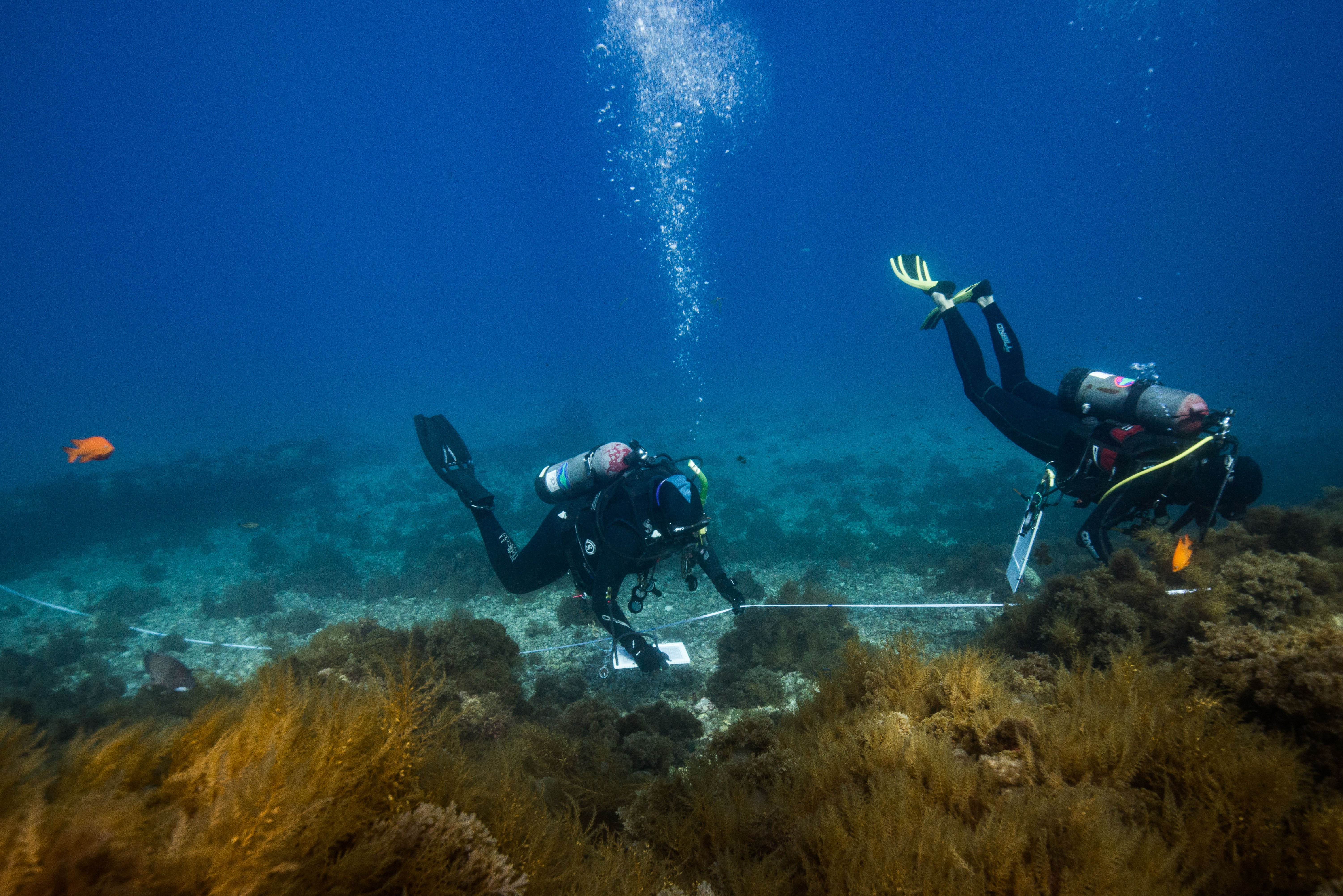 Reef Check divers swim along a transect.