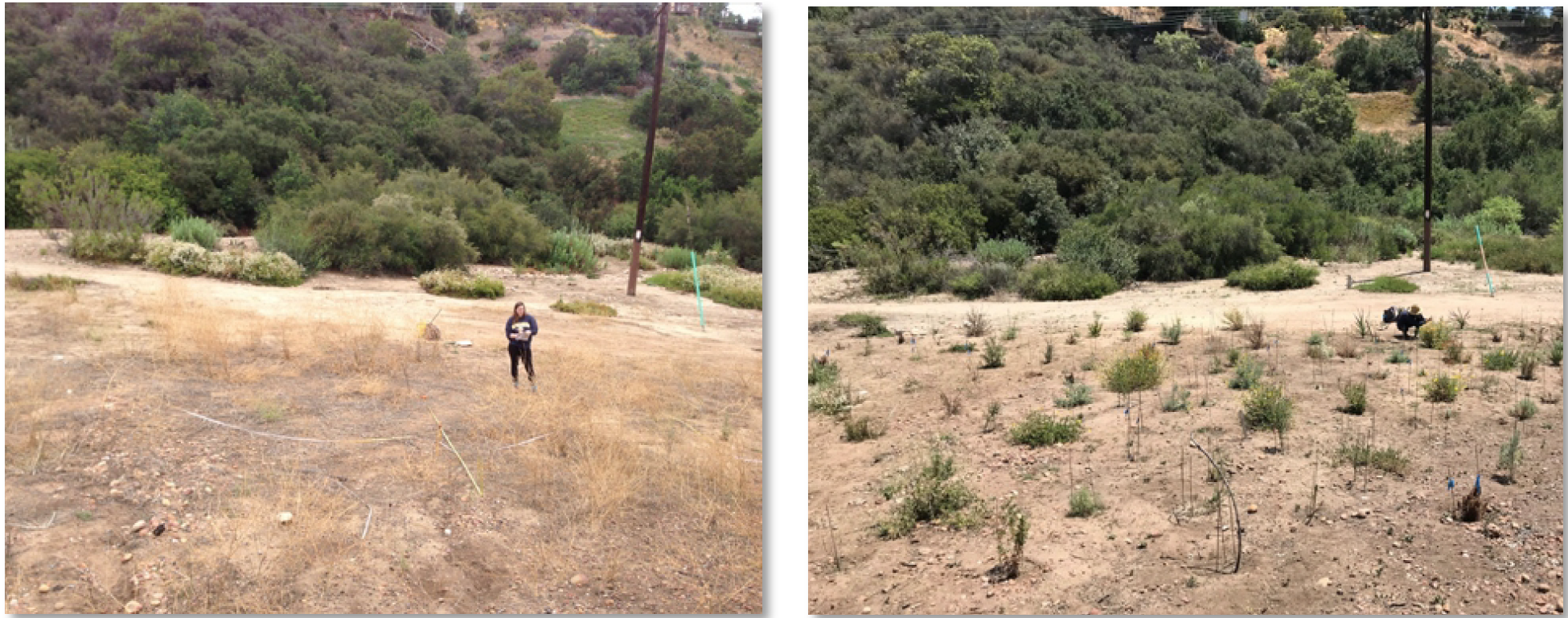 Manzanita Canyon restoration plot before planting in May 2016 (left), and six months after planting in May 2018 (right). 