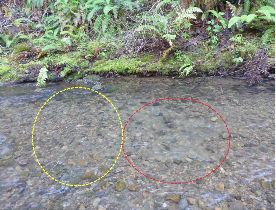 Coho salmon redd.  The river is flowing from right to left. The pot is highlighted in red and the tailspill is highlighted in yellow.