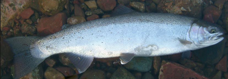 steelhead body