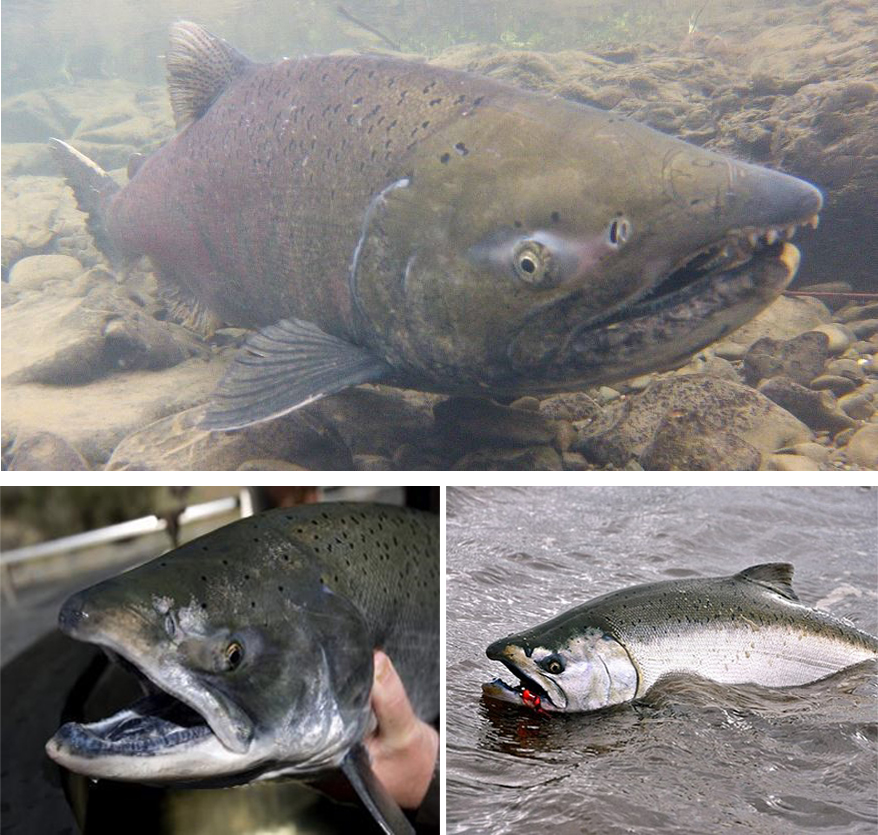 collage showing three different views of chinook salmon - Kimberly White/Getty Images