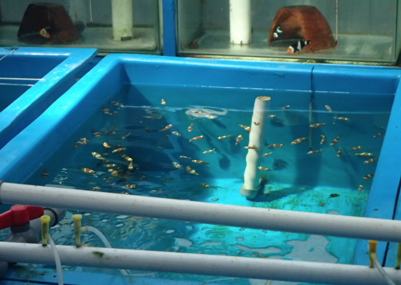 clownfish in a tank