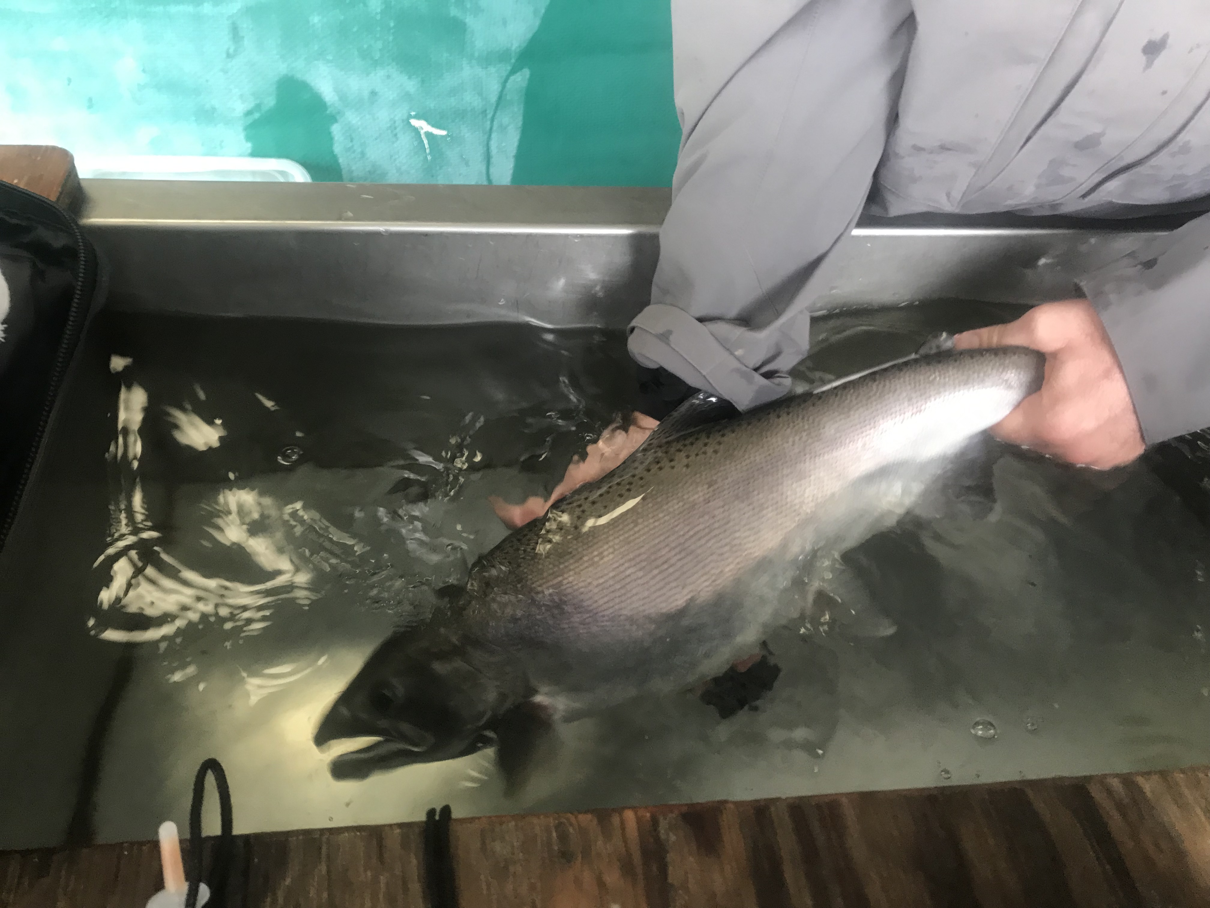 hatchery coho salmon. 